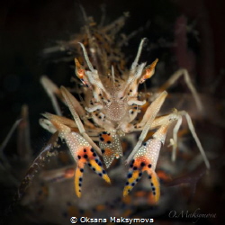 Spiny tiger shrimp (Phyllognathia ceratophthalma by Oksana Maksymova 